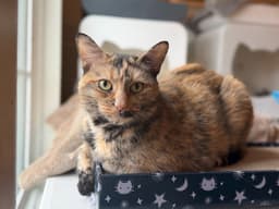 Mimi image 1