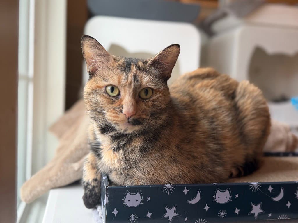 Mimi - Domestic Short Hair