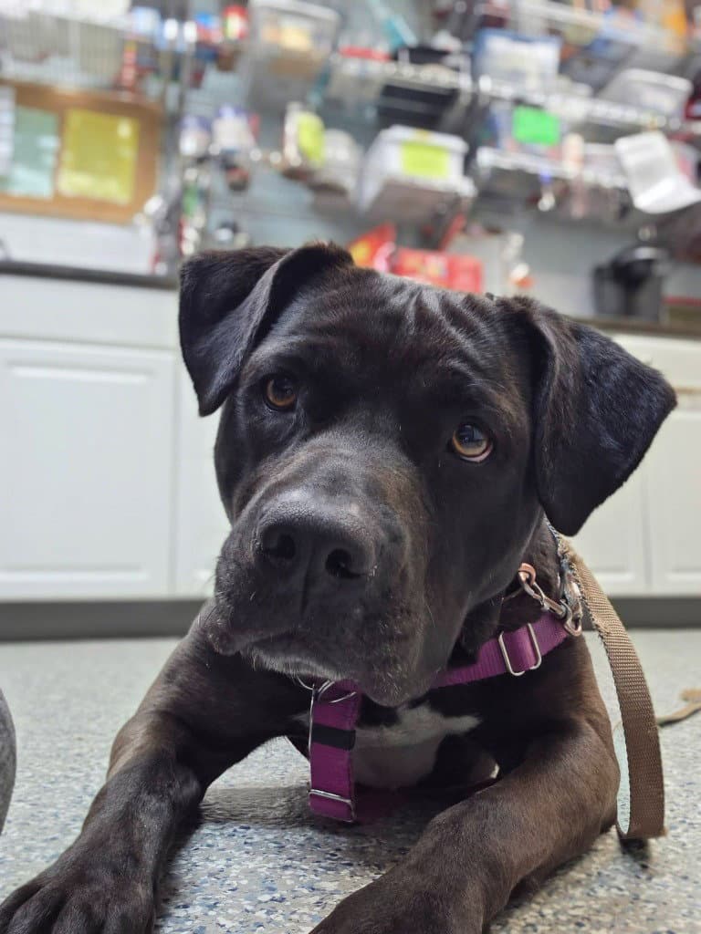 Bunnie - Labrador Retriever
