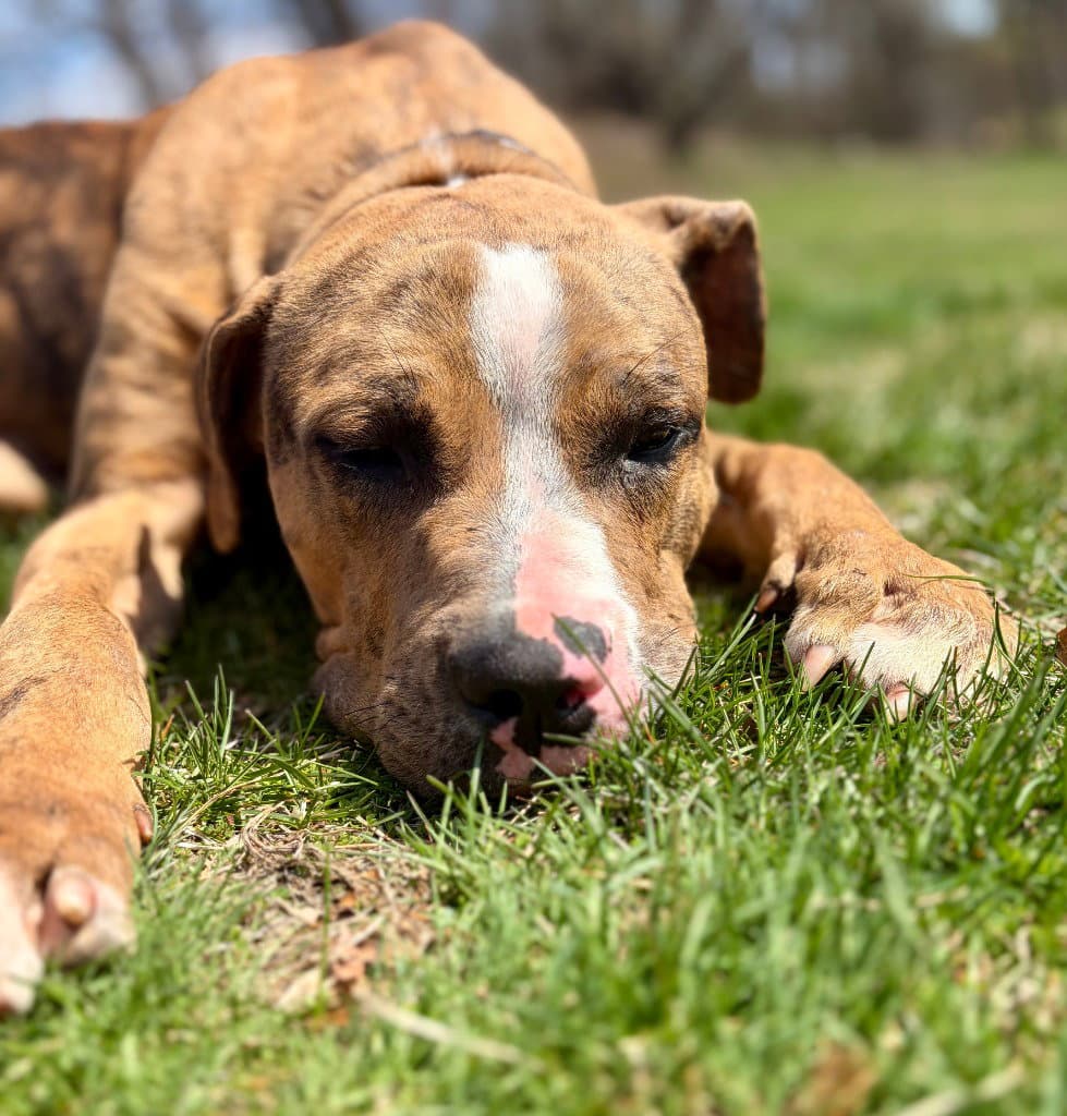 Moose - Catahoula Leopard Dog