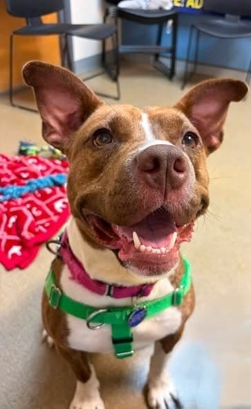 Snickers - American Staffordshire Terrier