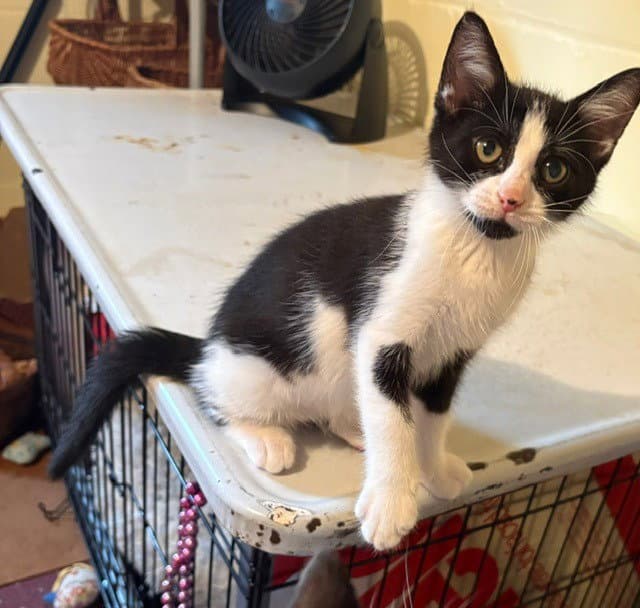 Lincoln - Domestic Short Hair