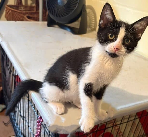 Lincoln - Domestic Short Hair