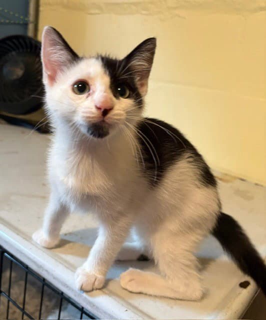 Jefferson - Domestic Short Hair