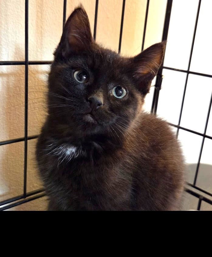 Emmett - Domestic Short Hair