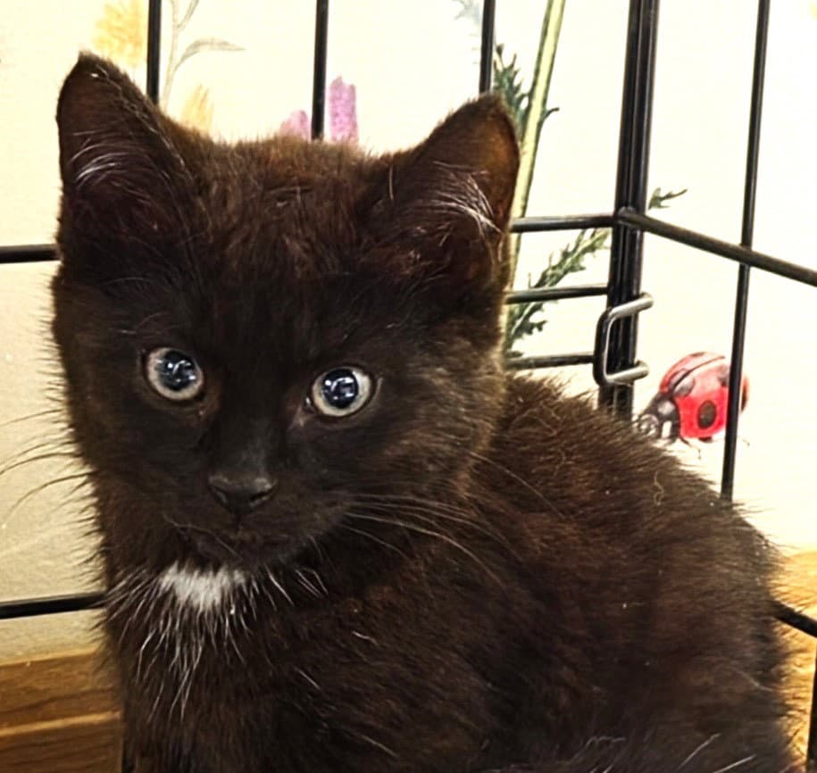 Emmerson - Domestic Short Hair