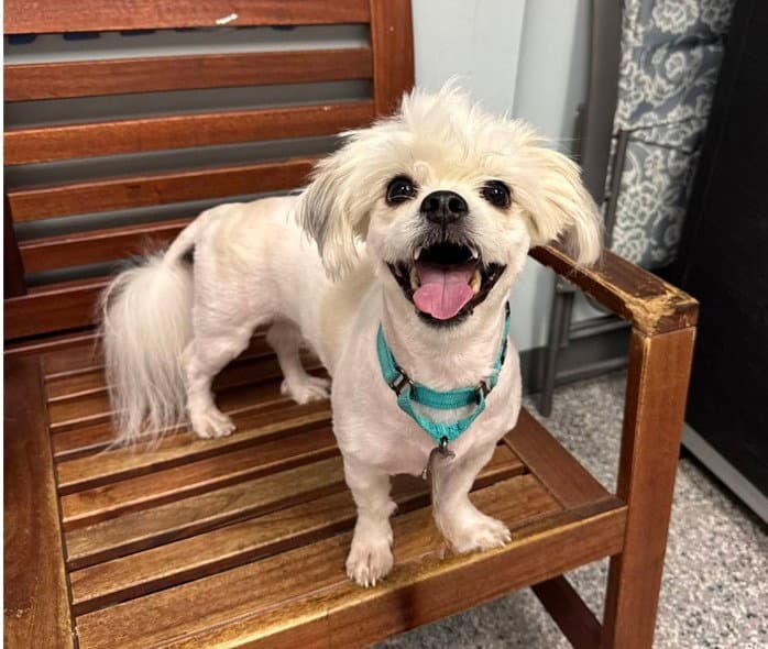 Tucker - Coton de Tulear