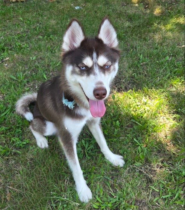 Aspen - Siberian Husky