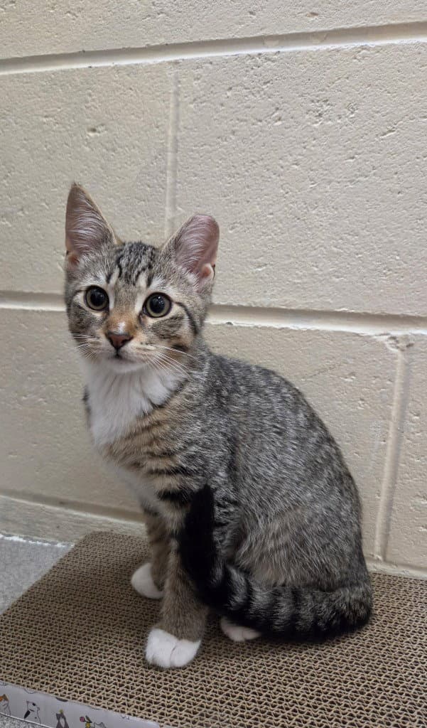 Cassidy - Domestic Short Hair