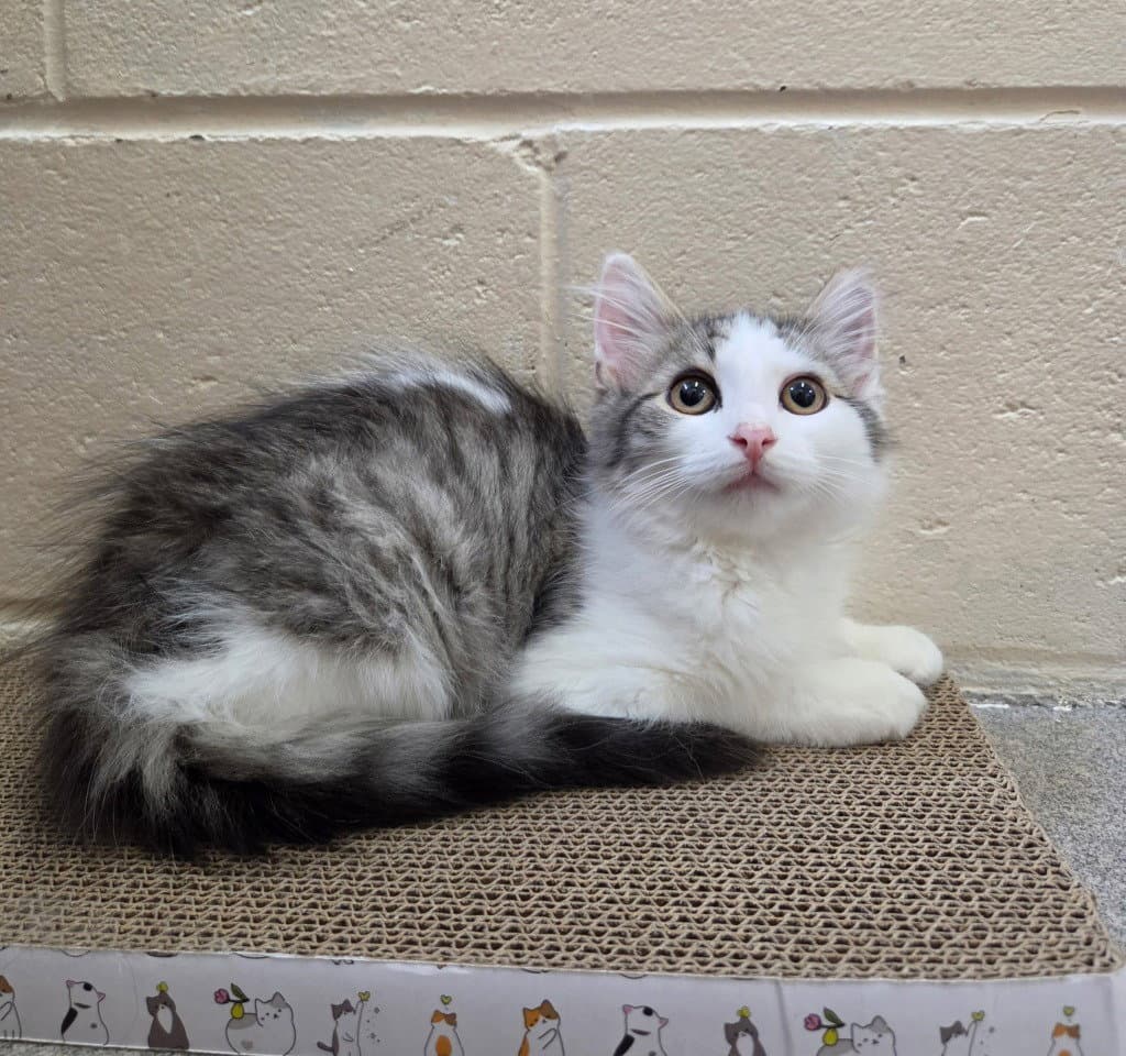 Cissy - Domestic Medium Hair