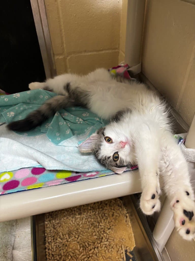 Cissy - Domestic Medium Hair