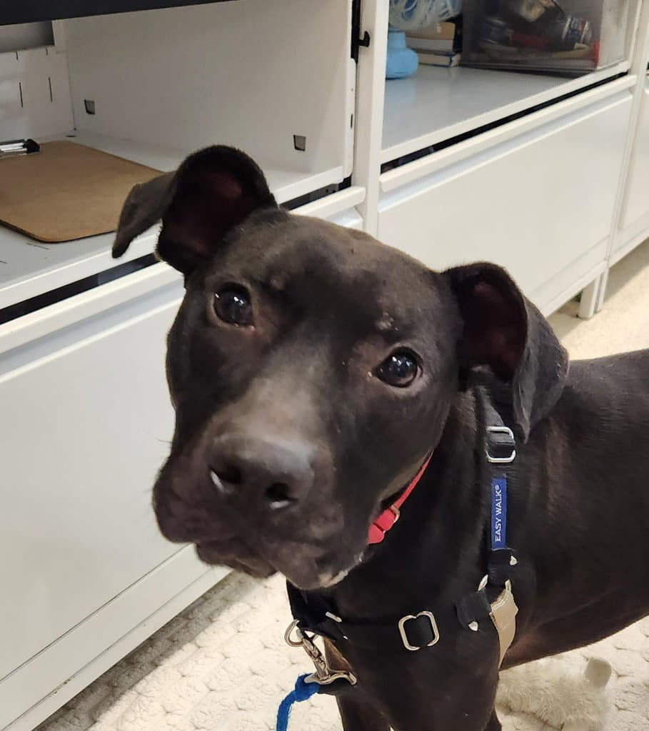 Jackson - Labrador Retriever