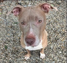 Curtis - American Staffordshire Terrier