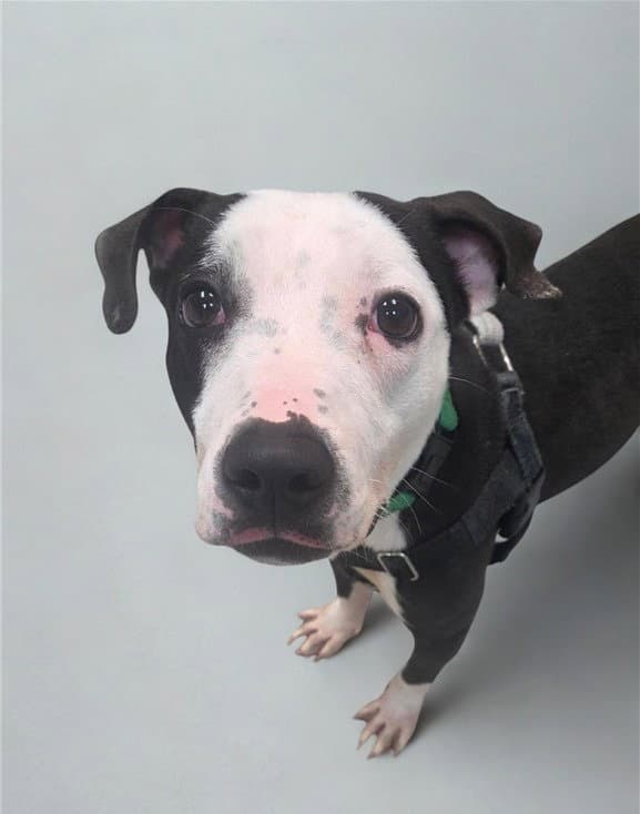 Miley - American Staffordshire Terrier