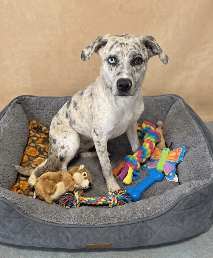 Empress - Catahoula Leopard Dog