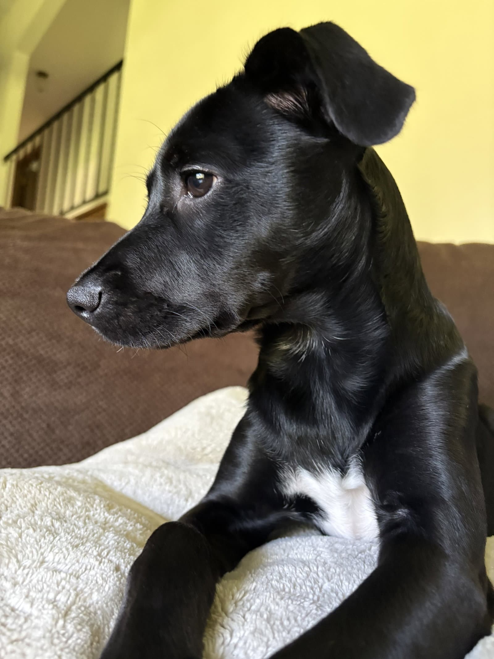Jade - Labrador Retriever