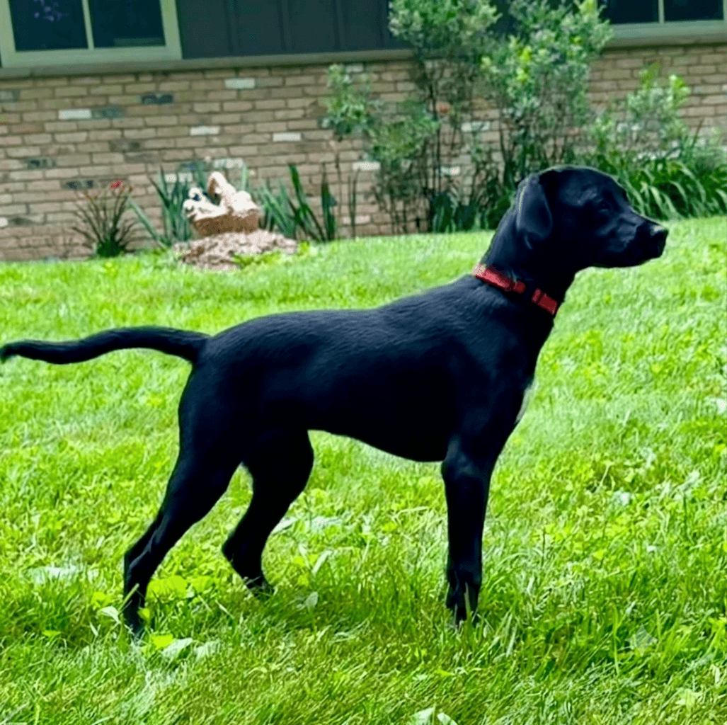 Jade - Labrador Retriever