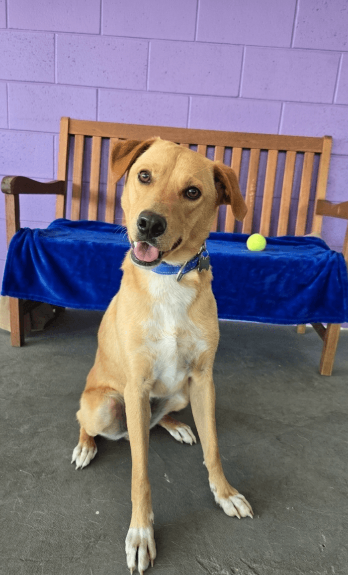 Tucker - Labrador Retriever