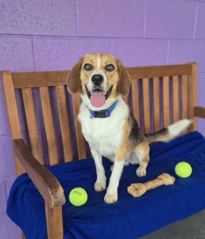 Leo - Beagle