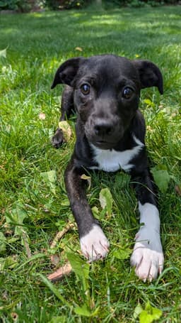 Macie image 3