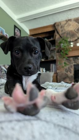 Macie image 2