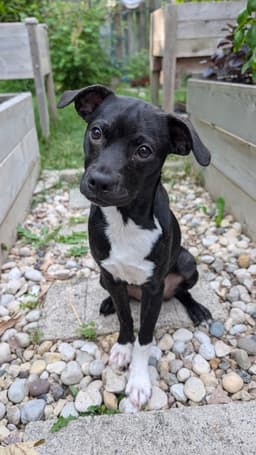 Macie image 4