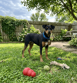 Brock image 2