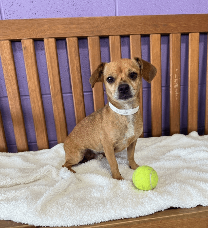 Tina - Chihuahua