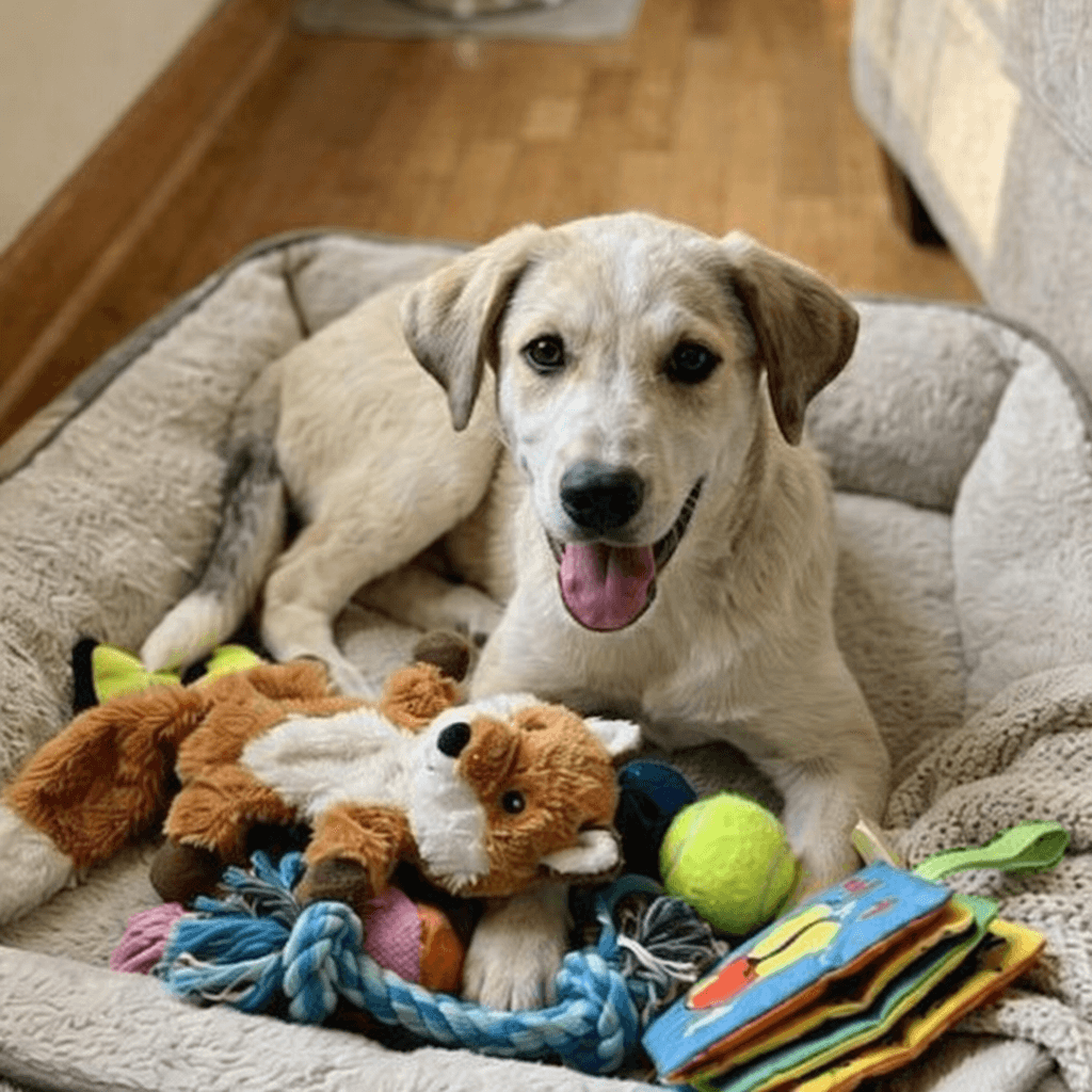 Vinita - Labrador Retriever