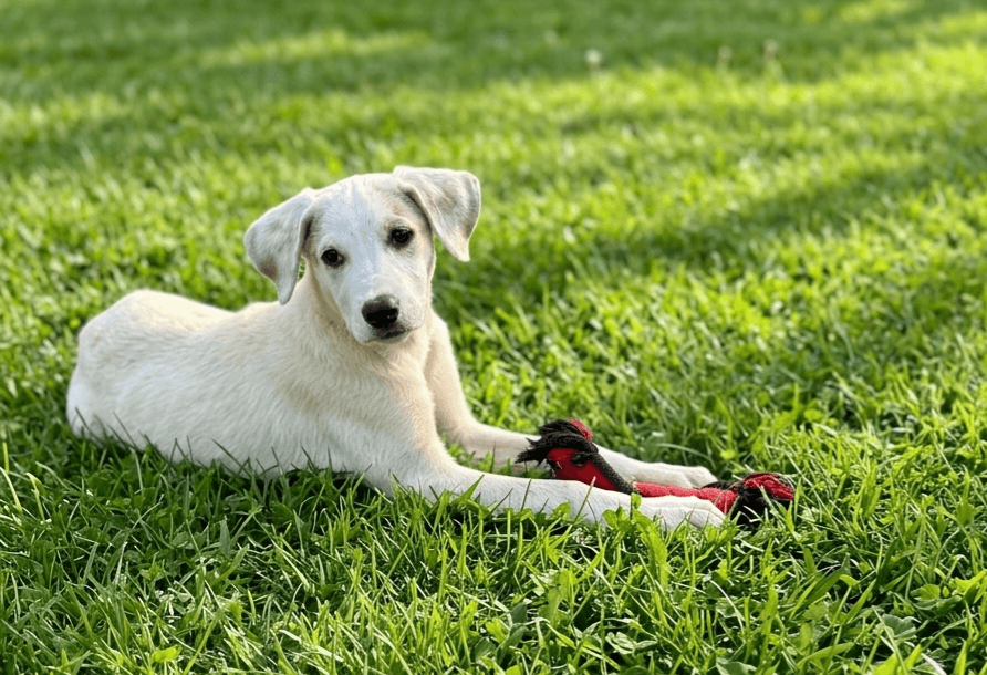 Guthrie - Labrador Retriever