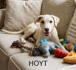 Hoyt image 1