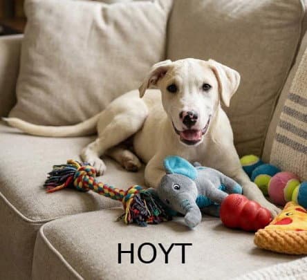 Hoyt - Labrador Retriever