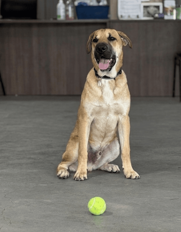 Country - Labrador Retriever
