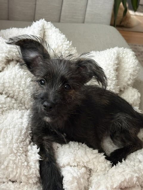 Jake - Schnauzer