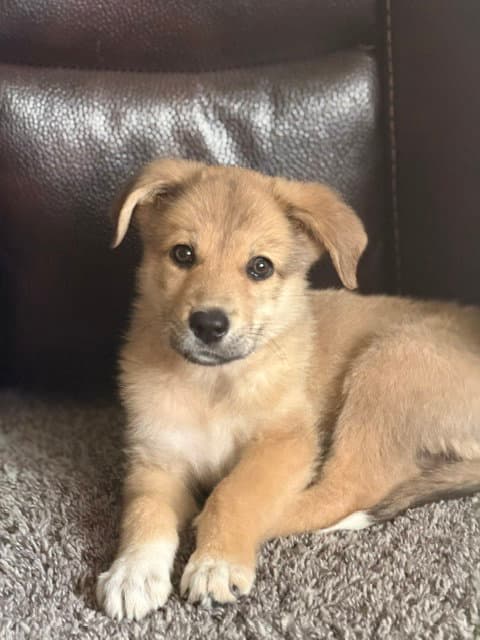 Estee - Australian Shepherd