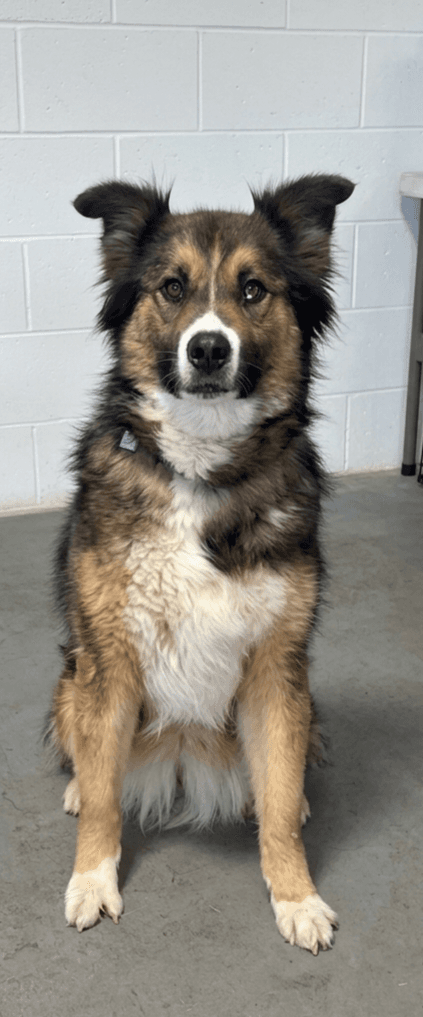 Carolina - Collie