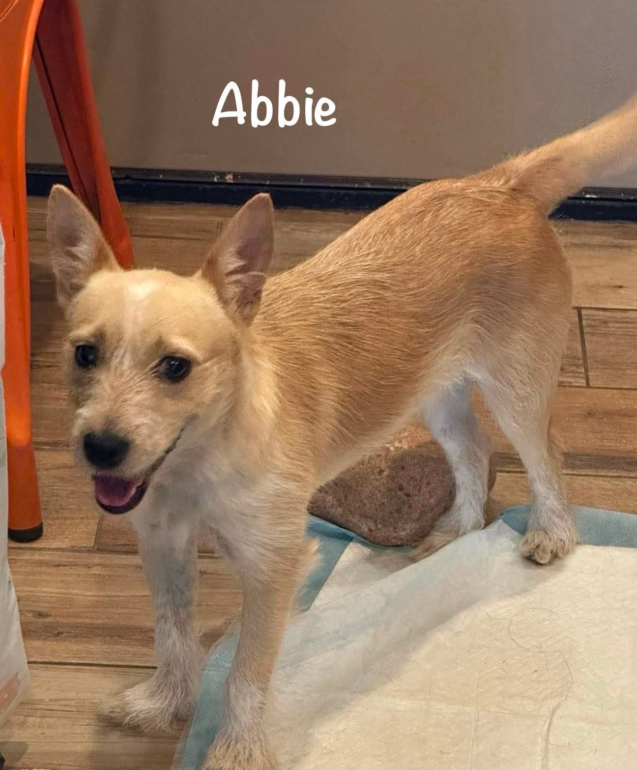 Abbie - Terrier