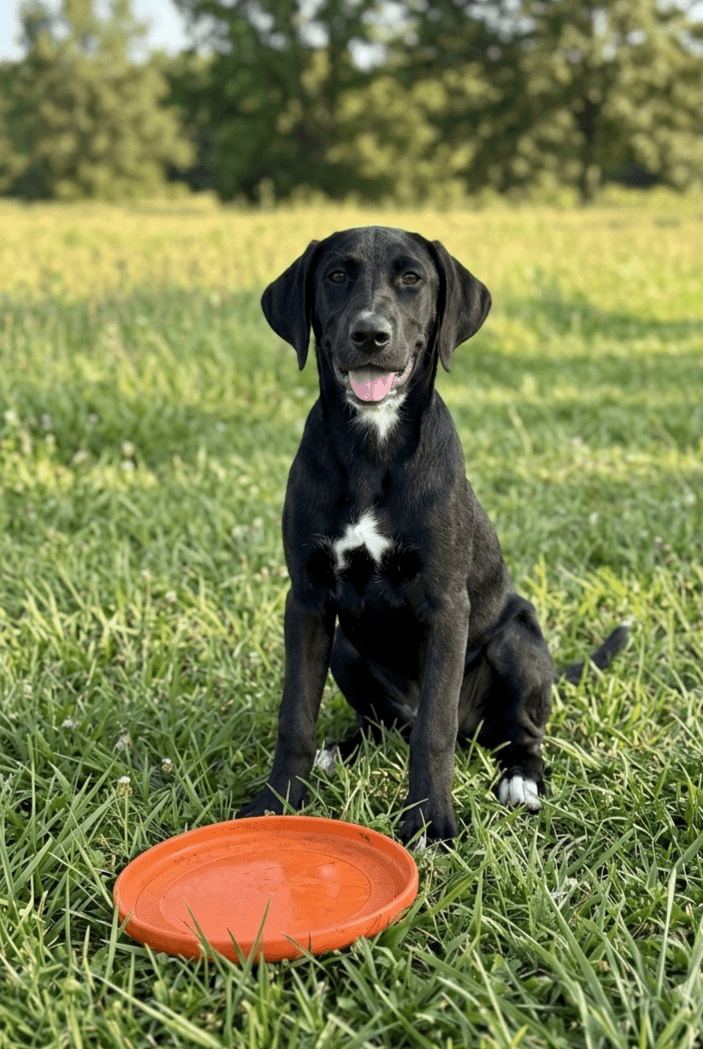 Adele - Labrador Retriever