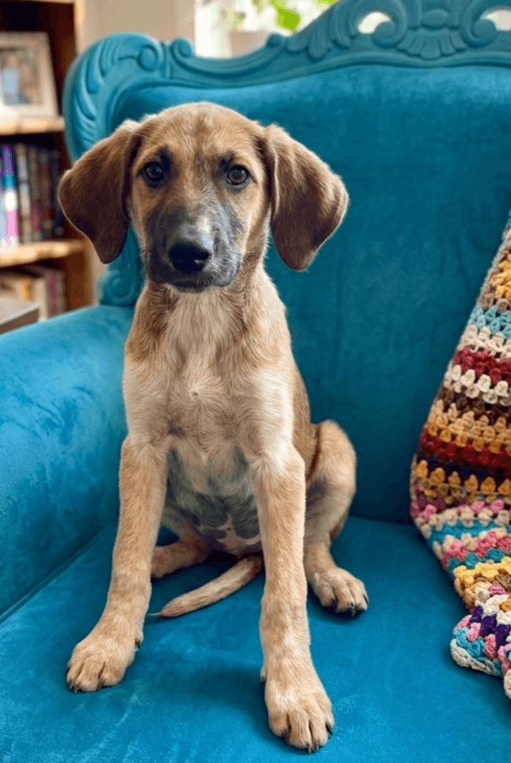 Dot - Labrador Retriever