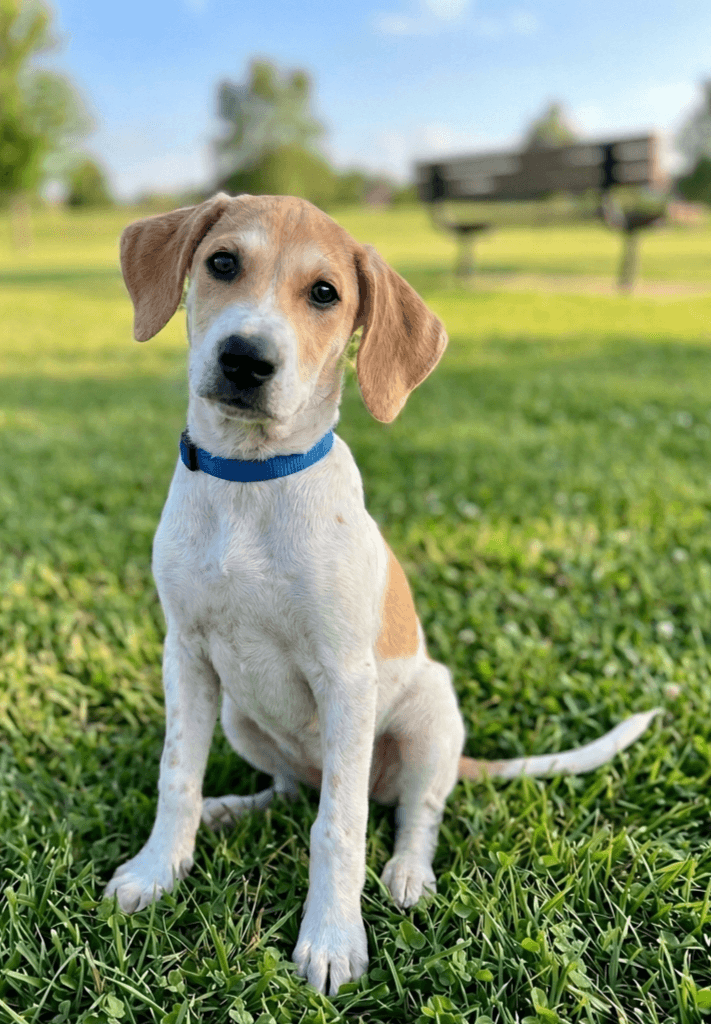 Swift - Labrador Retriever