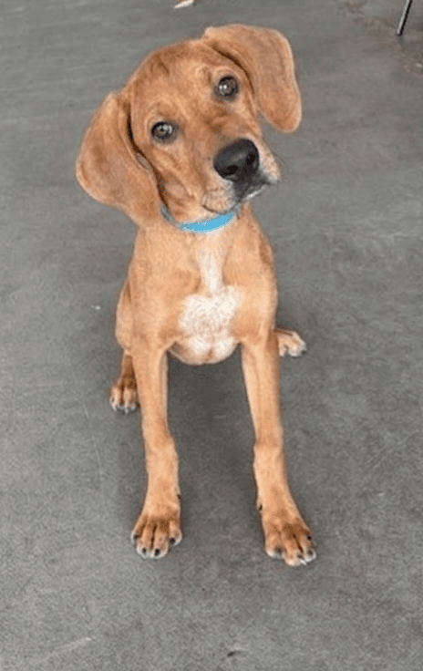 Harvey - Labrador Retriever