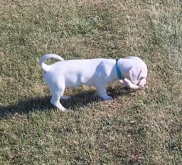Ziggy image 1