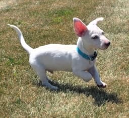 Ziggy image 2