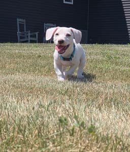 Ziggy image 3