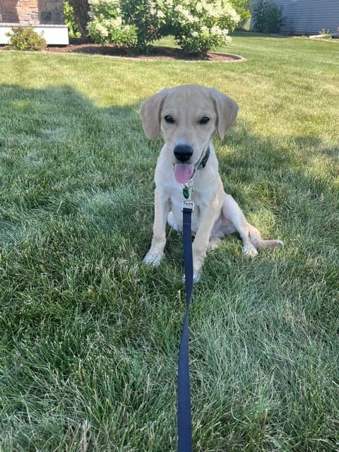 Willis - Labrador Retriever