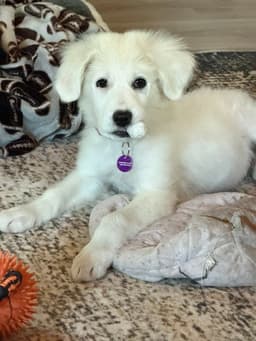 Ellie image 1