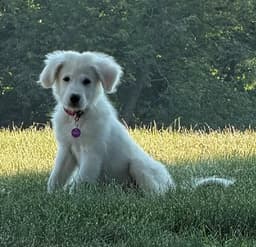 Ellie image 2