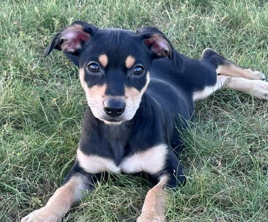 Zoey - Terrier