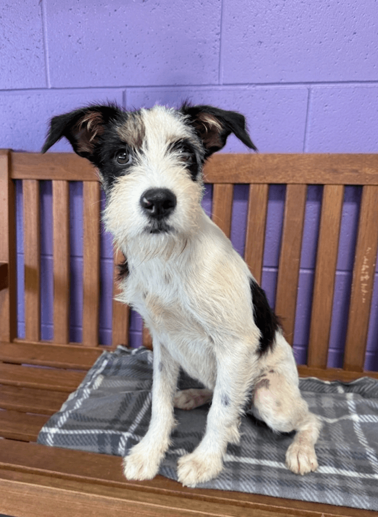Jasper - Terrier