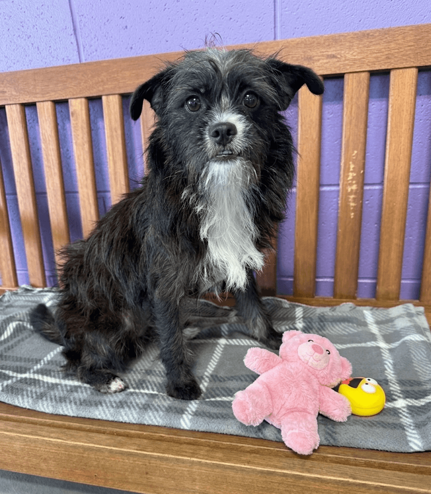 Su - Shih Tzu